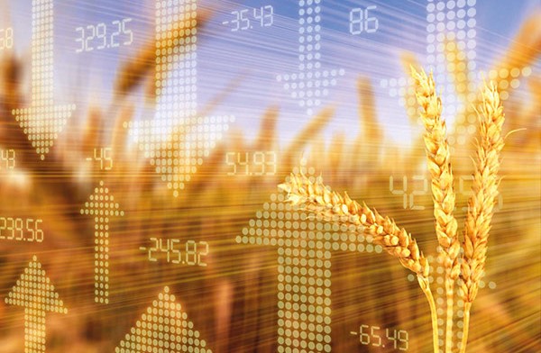 Phân tích Lúa mì 12/11: Giá lúa mì đi ngang trước thềm báo cáo WASDE, thị trường chuẩn bị cho biến động mới