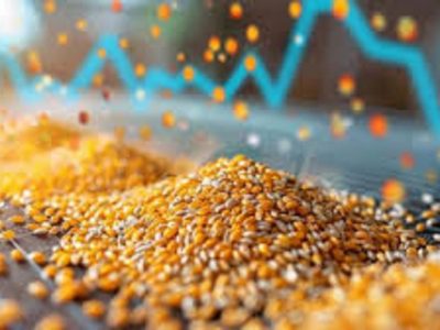 Phân tích Ngô 24/11: Giá ngô suy yếu trước áp lực bán tháo và cung vượt trội