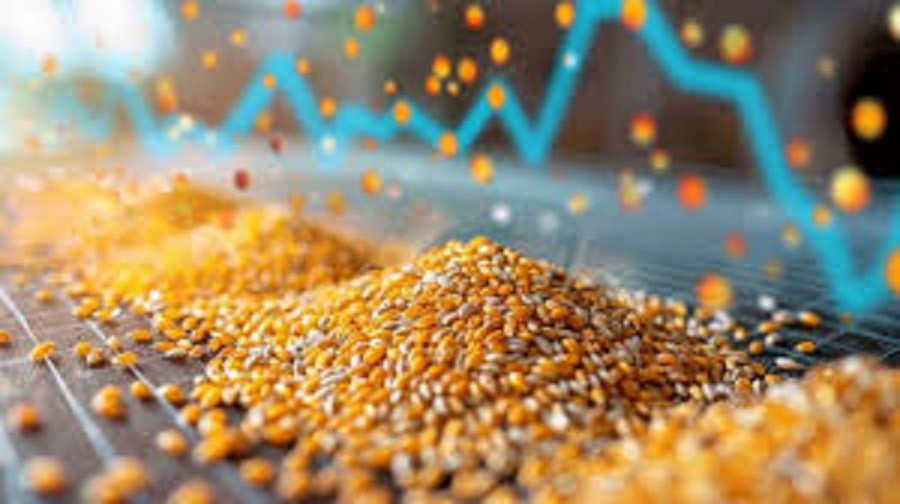 Phân tích Ngô 24/11: Giá ngô suy yếu trước áp lực bán tháo và cung vượt trội