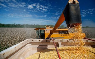 Phân tích Ngô 5/11: Giá ngô đi ngang trong vùng 428 - 435