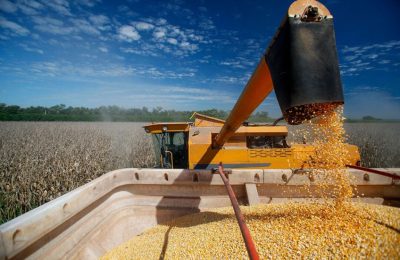 Phân tích Ngô 5/11: Giá ngô đi ngang trong vùng 428 - 435