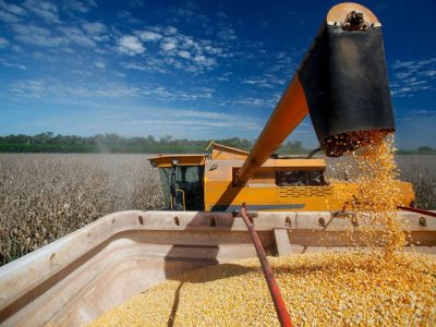 Phân tích Ngô 5/11: Giá ngô đi ngang trong vùng 428 - 435