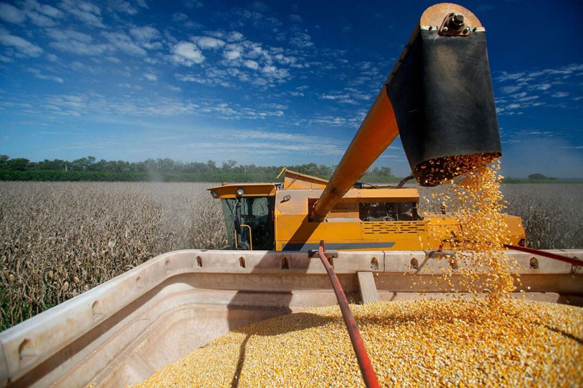 Phân tích Ngô 5/11: Giá ngô đi ngang trong vùng 428 - 435