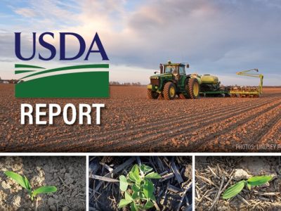 USDA chuẩn bị công bố loạt báo cáo sau thời gian đóng cửa chính phủ, thị trường nông sản Mỹ đối mặt với bất định lớn