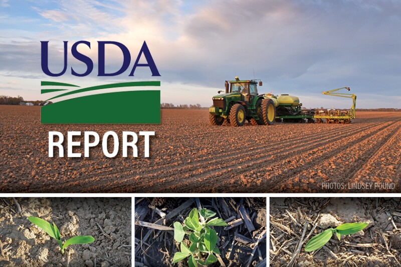 USDA chuẩn bị công bố loạt báo cáo sau thời gian đóng cửa chính phủ, thị trường nông sản Mỹ đối mặt với bất định lớn