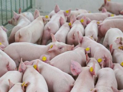 Doanh nghiệp nuôi heo kỳ vọng hưởng lợi cuối năm khi nhu cầu tăng và giá cao