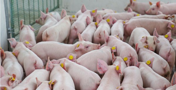 Doanh nghiệp nuôi heo kỳ vọng hưởng lợi cuối năm khi nhu cầu tăng và giá cao