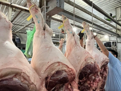 Giá heo mảnh tăng tương ứng với đà tăng nhanh của heo hơi