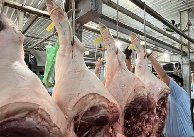 Giá heo mảnh tăng tương ứng với đà tăng nhanh của heo hơi