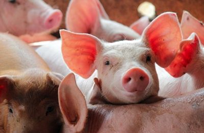 Nhu cầu thịt lợn dự báo tăng mạnh, giá lợn hơi có thể nhích lên dịp Tết
