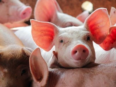 Nhu cầu thịt lợn dự báo tăng mạnh, giá lợn hơi có thể nhích lên dịp Tết