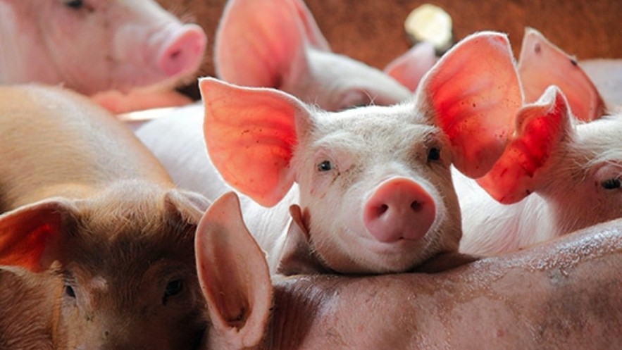 Nhu cầu thịt lợn dự báo tăng mạnh, giá lợn hơi có thể nhích lên dịp Tết
