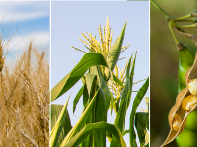 Thị trường nông sản thế giới: Áp lực giảm vẫn chiếm ưu thế, nhà đầu tư chờ tín hiệu mới từ USDA và thời tiết Nam Mỹ