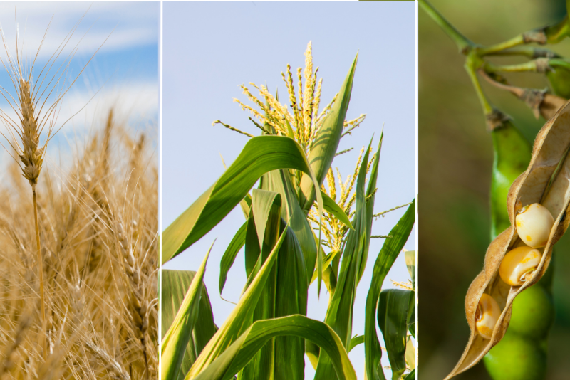 Thị trường nông sản thế giới: Áp lực giảm vẫn chiếm ưu thế, nhà đầu tư chờ tín hiệu mới từ USDA và thời tiết Nam Mỹ