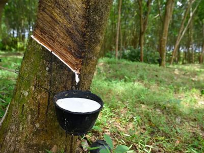 Dự báo giá cao su đầu năm đi ngang hoặc suy giảm nhẹ