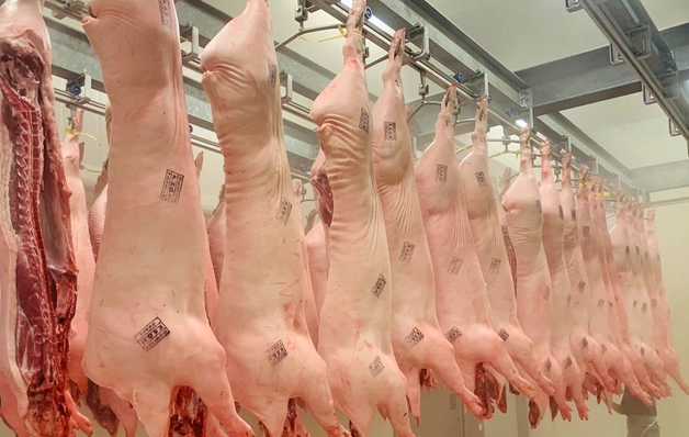 Dự báo giá heo hơi dịp Tết khoảng 70.000-75.000 đồng.kg