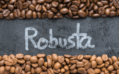 Giá Cà phê Robusta dần quay lại vùng đỉnh cũ