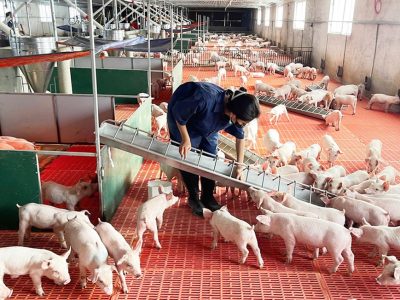 Giá heo hơi 21/01: : Không còn giá 70.000 đồng/kg, nhiều địa phương đạt mức 77.000 đồng/kg