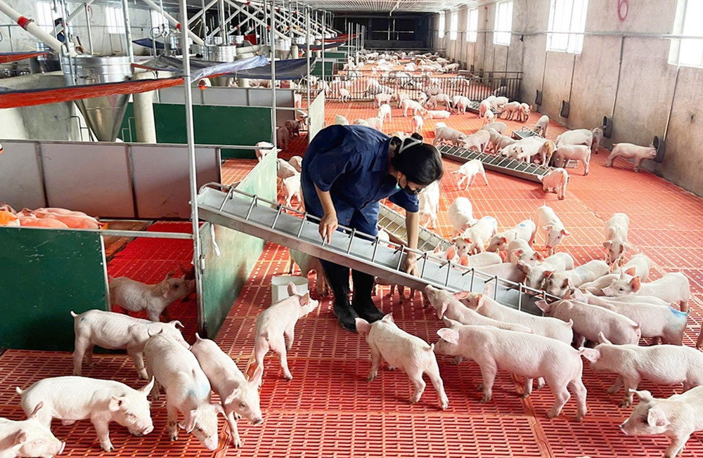 Giá heo hơi 21/01: : Không còn giá 70.000 đồng/kg, nhiều địa phương đạt mức 77.000 đồng/kg