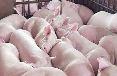 Giá heo hơi ngày 9/1: Lập đỉnh mới ở mốc 71.000 đồng/kg