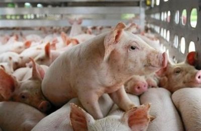 Giá heo hơi tăng 50% trong vòng 2 tháng
