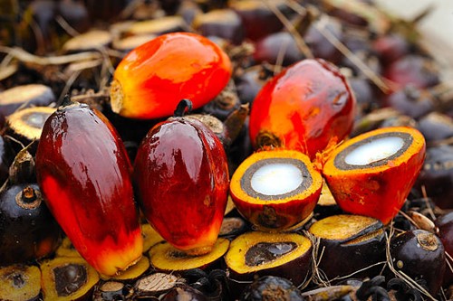 Indonesia hủy kế hoạch triển khai nhiên liệu sinh học B50 trong năm nay, giá dầu cọ gặp áp lực