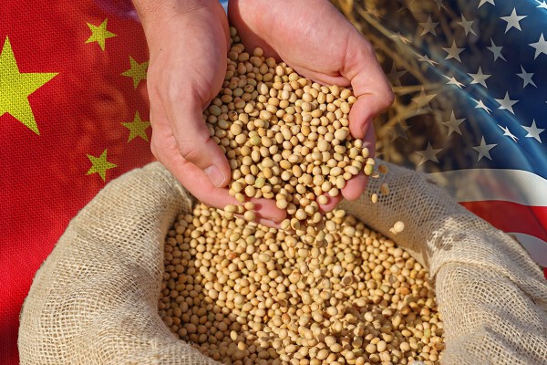 Trung Quốc đã hoàn thành mục tiêu nhập khẩu 12 triệu tấn đậu tương Mỹ theo thỏa thuận đình chiến thương mại