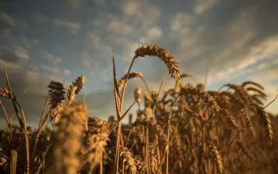 Dấu hiệu cho một thị trường tăng giá mới của thị trường Lúa mì?