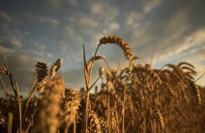 Dấu hiệu cho một thị trường tăng giá mới của thị trường Lúa mì?