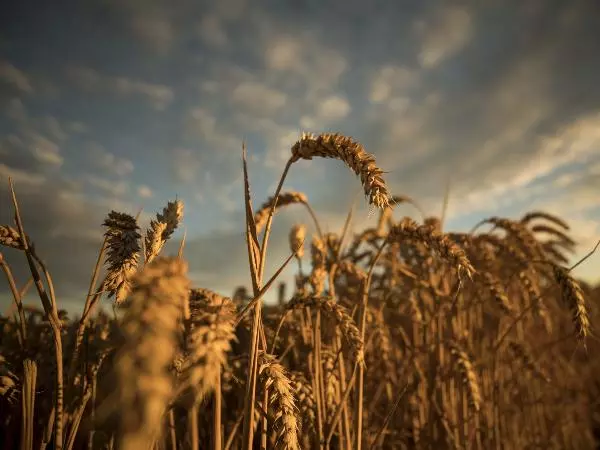 Dấu hiệu cho một thị trường tăng giá mới của thị trường Lúa mì?