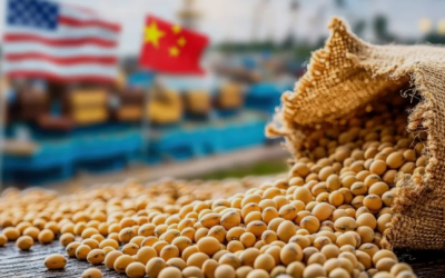 Đậu tương tăng mạnh lên mức cao nhất 2 tháng khi kỳ vọng mua hàng Trung Quốc trở lại
