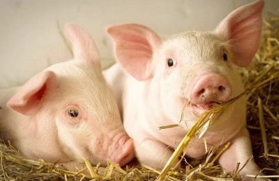 Giá heo hơi tháng 2 sẽ giảm sau mức tăng phi mã hồi tháng 1?