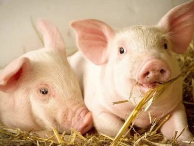 Giá heo hơi tháng 2 sẽ giảm sau mức tăng phi mã hồi tháng 1?