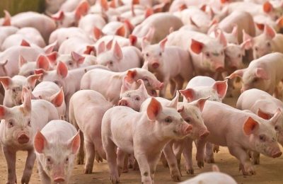 Xuất khẩu thịt toàn cầu dự báo giảm trong năm 2026, sản lượng thịt heo tại Việt Nam dự kiến tăng 3%