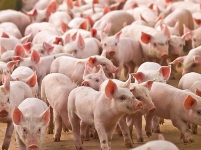 Xuất khẩu thịt toàn cầu dự báo giảm trong năm 2026, sản lượng thịt heo tại Việt Nam dự kiến tăng 3%