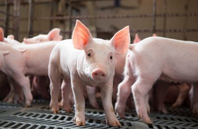 Giá heo hơi ngày 04/03: Đang được thu mua với giá từ 65.000 - 70.000 đồng/kg