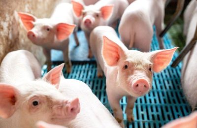 Giá heo hơi ngày 16/03: Cao nhất đạt 66.000 đồng/kg