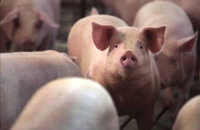 Giá heo hơi ngày 18/03: Tiếp tục tăng từ 1.000 - 2.000 đồng/kg