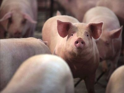 Giá heo hơi ngày 18/03: Tiếp tục tăng từ 1.000 - 2.000 đồng/kg