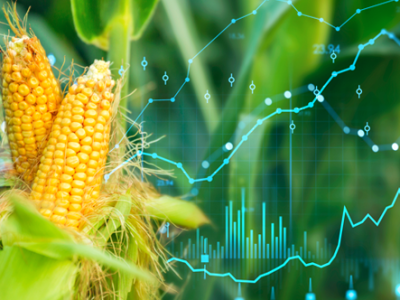 Giá ngô hồi phục nhẹ sau nhịp giảm, thị trường theo dõi triển vọng mùa vụ