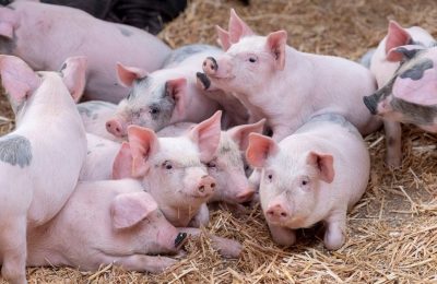 Heo hơi tiếp tục rớt giá, không còn tỉnh nào trên 70.000 đồng/kg