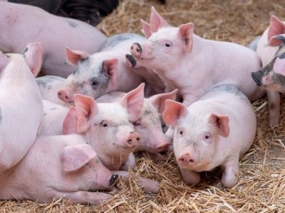 Heo hơi tiếp tục rớt giá, không còn tỉnh nào trên 70.000 đồng/kg