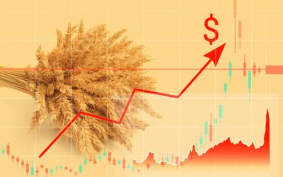Lúa mì CBOT vào vùng đỉnh 8 tháng rồi đảo chiều: Nhịp điều chỉnh hay tín hiệu kết thúc sóng tăng?