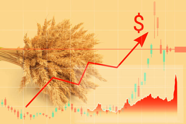 Lúa mì CBOT vào vùng đỉnh 8 tháng rồi đảo chiều: Nhịp điều chỉnh hay tín hiệu kết thúc sóng tăng?