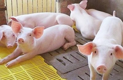 Thị trường thịt heo sẽ tiếp tục điều chỉnh trong tuần này