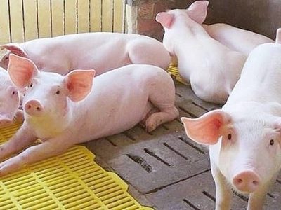 Thị trường thịt heo sẽ tiếp tục điều chỉnh trong tuần này