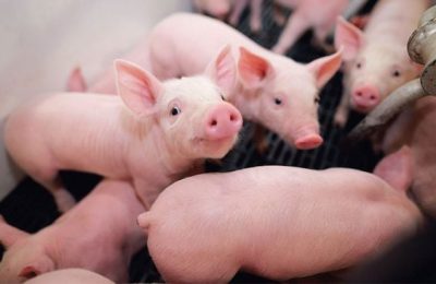 chan-nuoi-2022_1__1d0967540fcb472d93456e6f3b2c2356_grande