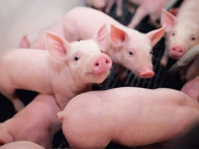 chan-nuoi-2022_1__1d0967540fcb472d93456e6f3b2c2356_grande