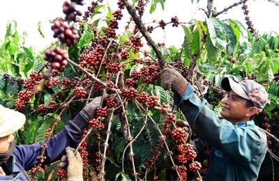 ttxvn-caphe3-copy-2202