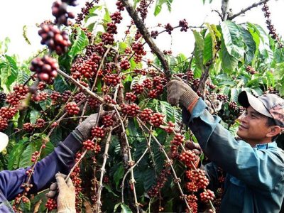 ttxvn-caphe3-copy-2202